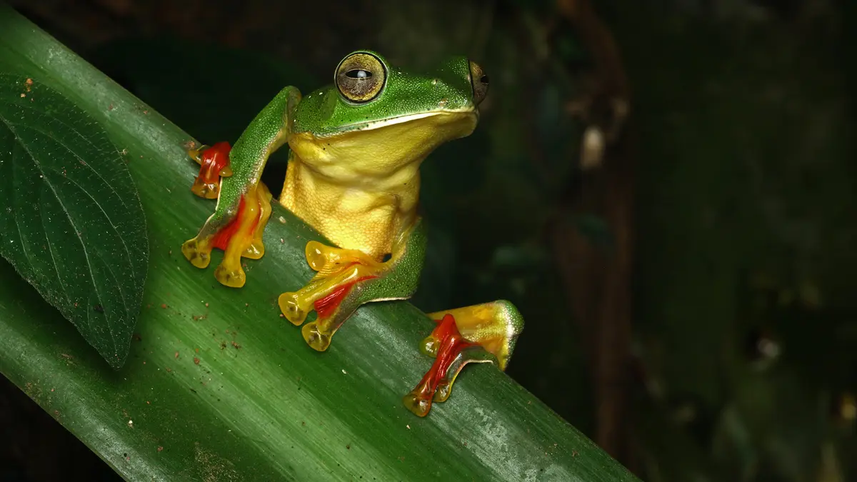 Malabar Gliding Frog