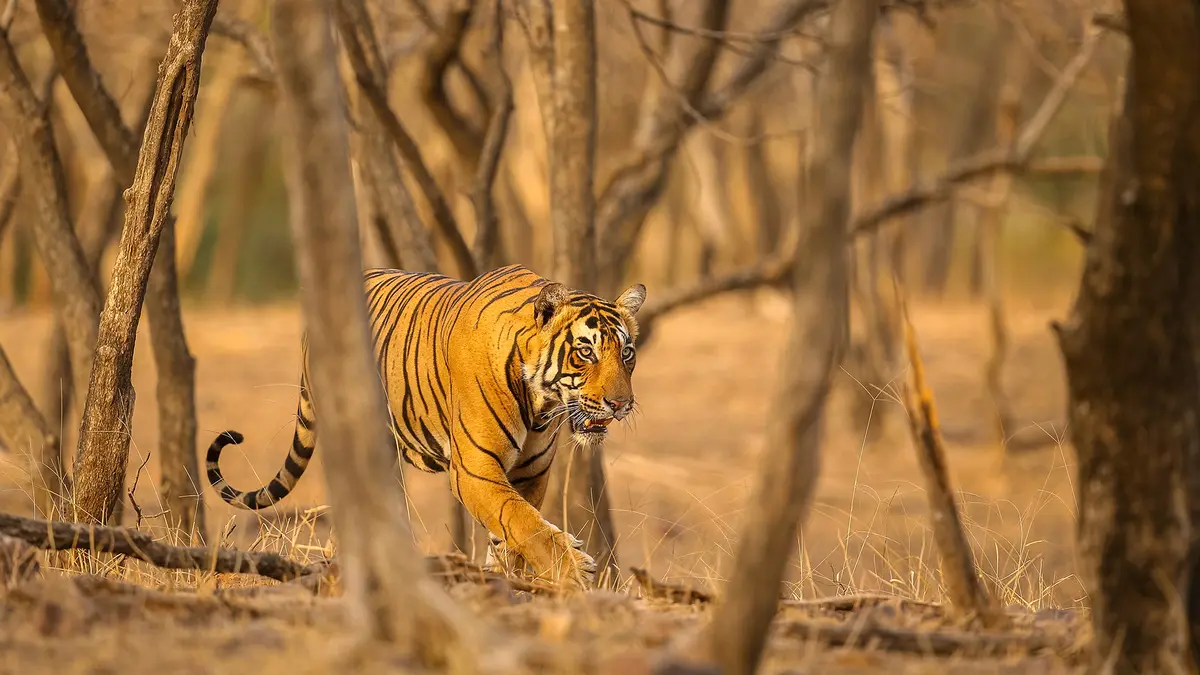 Bandipur Tiger Reserve – Late safari trips cancelled