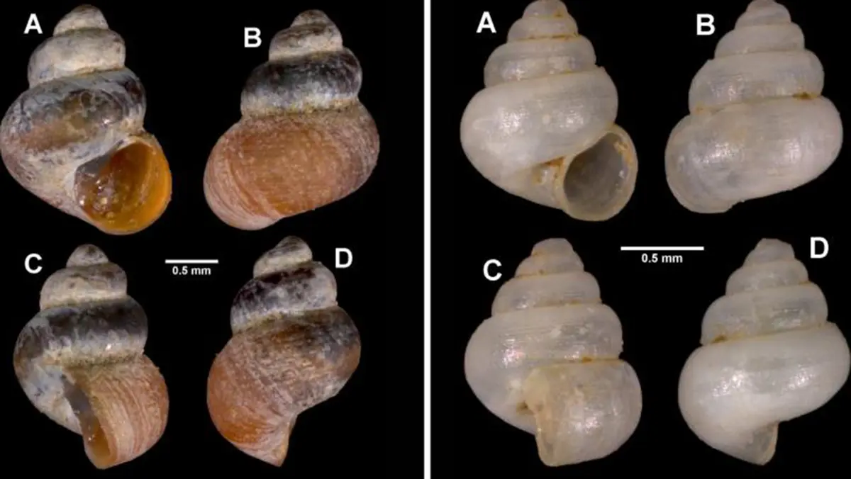 New Species of Cave‑Dwelling Micro‑Snails