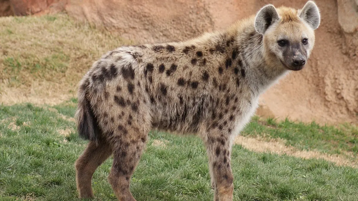 Spotted Hyenas – Nature’s Sanitation Workers