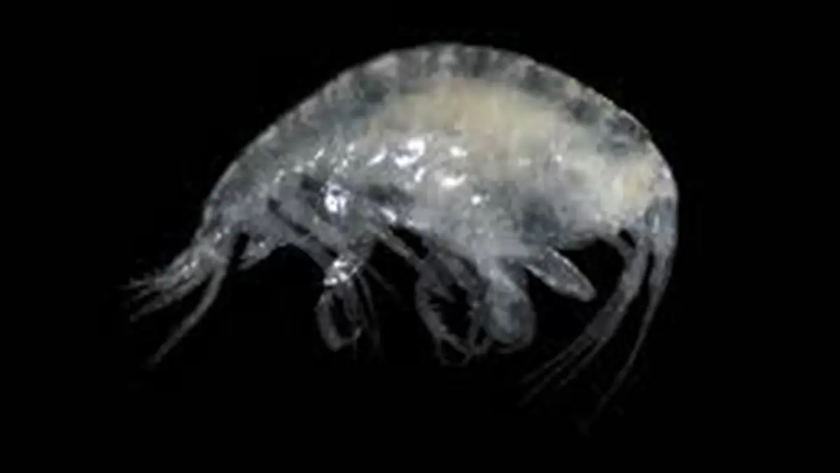 Discovery of Stenothoe lowryi a Rare Marine Amphipod