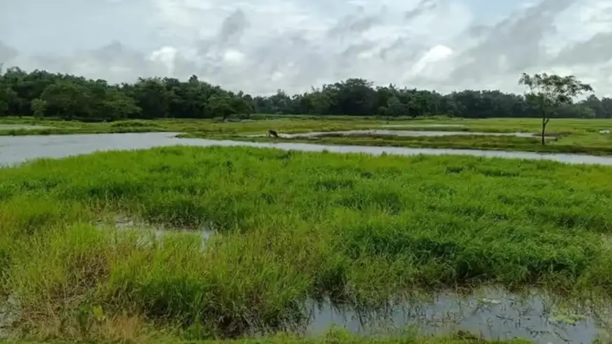 Borjuli Wetland Declared Biodiversity Heritage Site