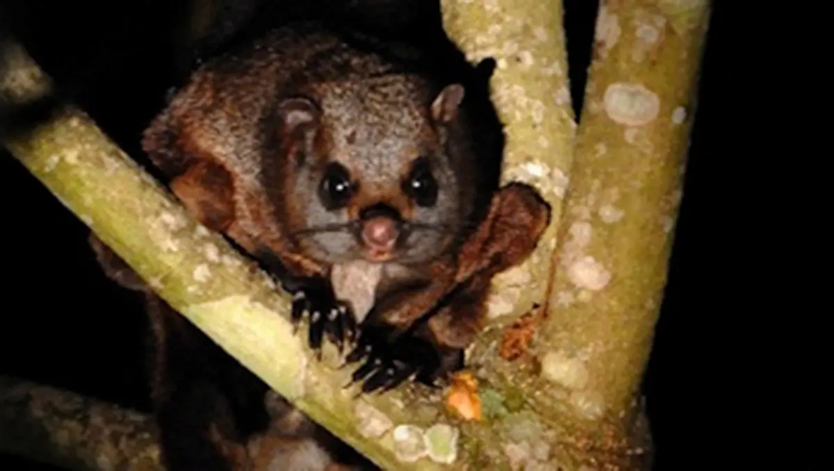 Indian Giant Flying Squirrel