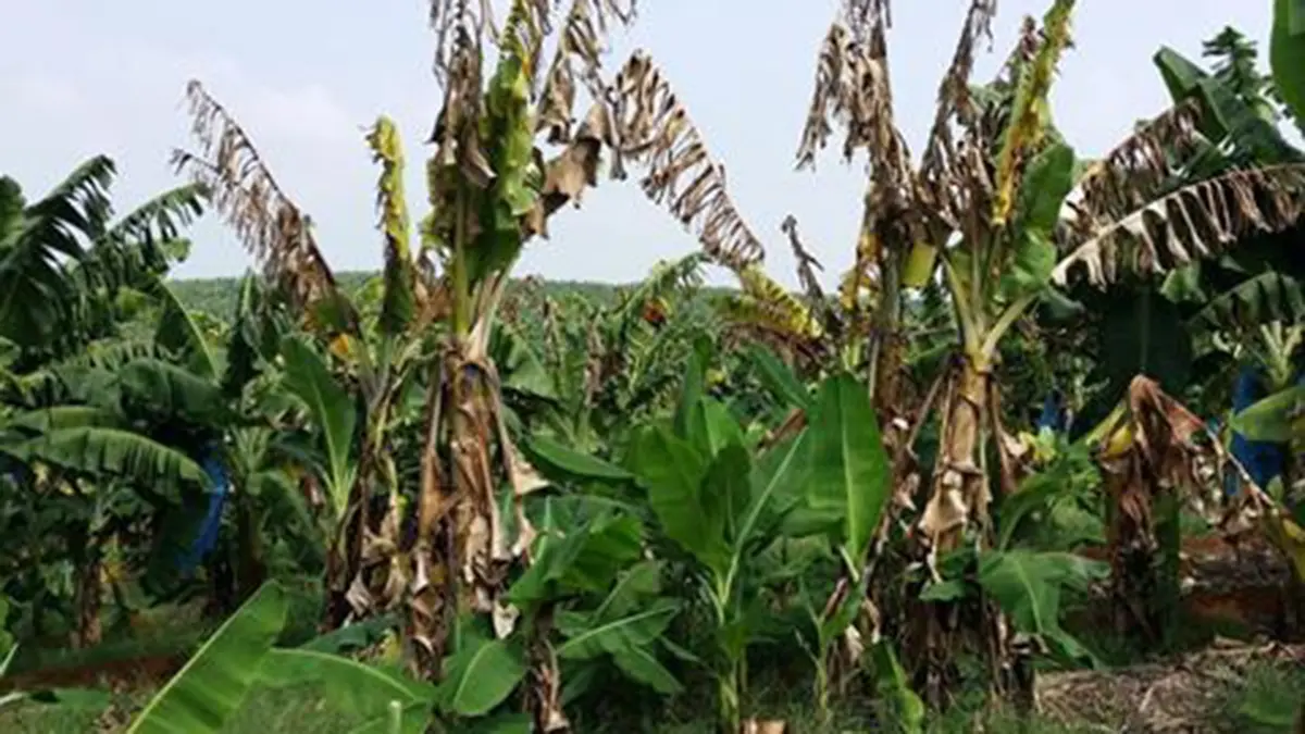 Panama Disease – New Hope for Banana Farmers