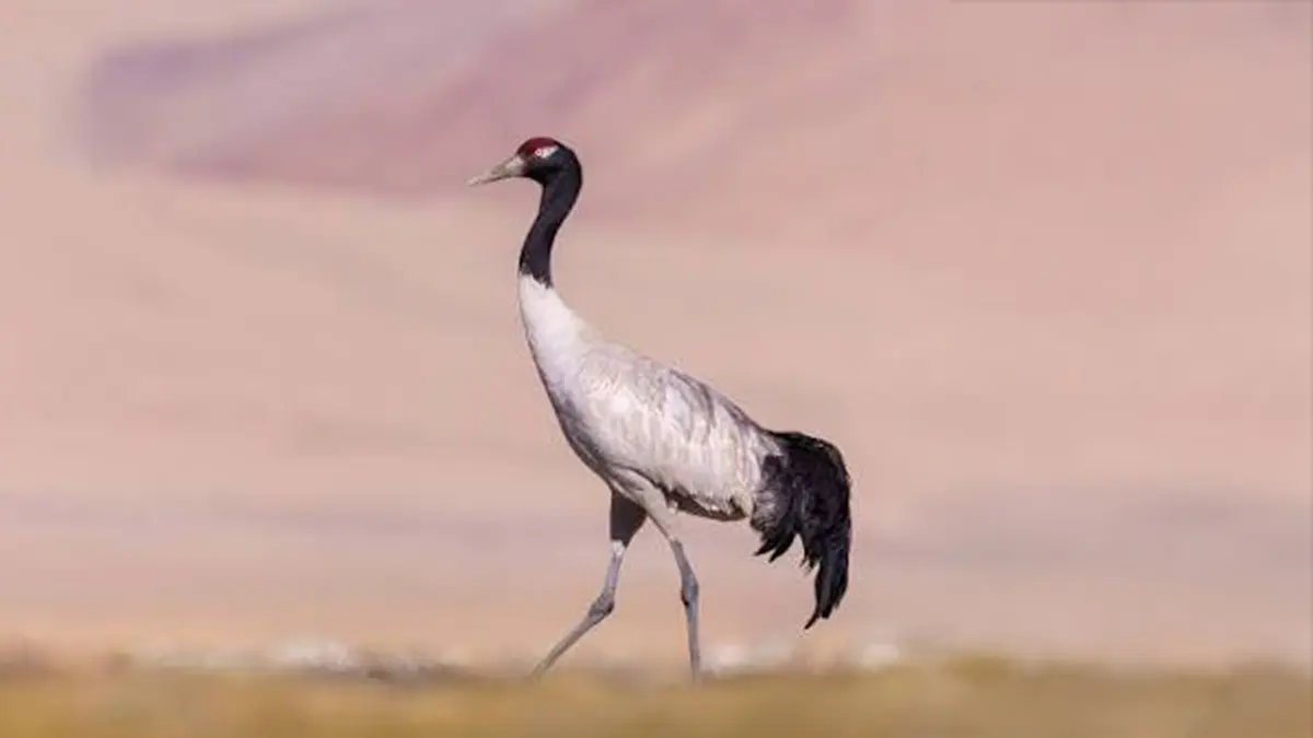 Dog Sterilisation Drive Protects Ladakh's Black-necked Cranes