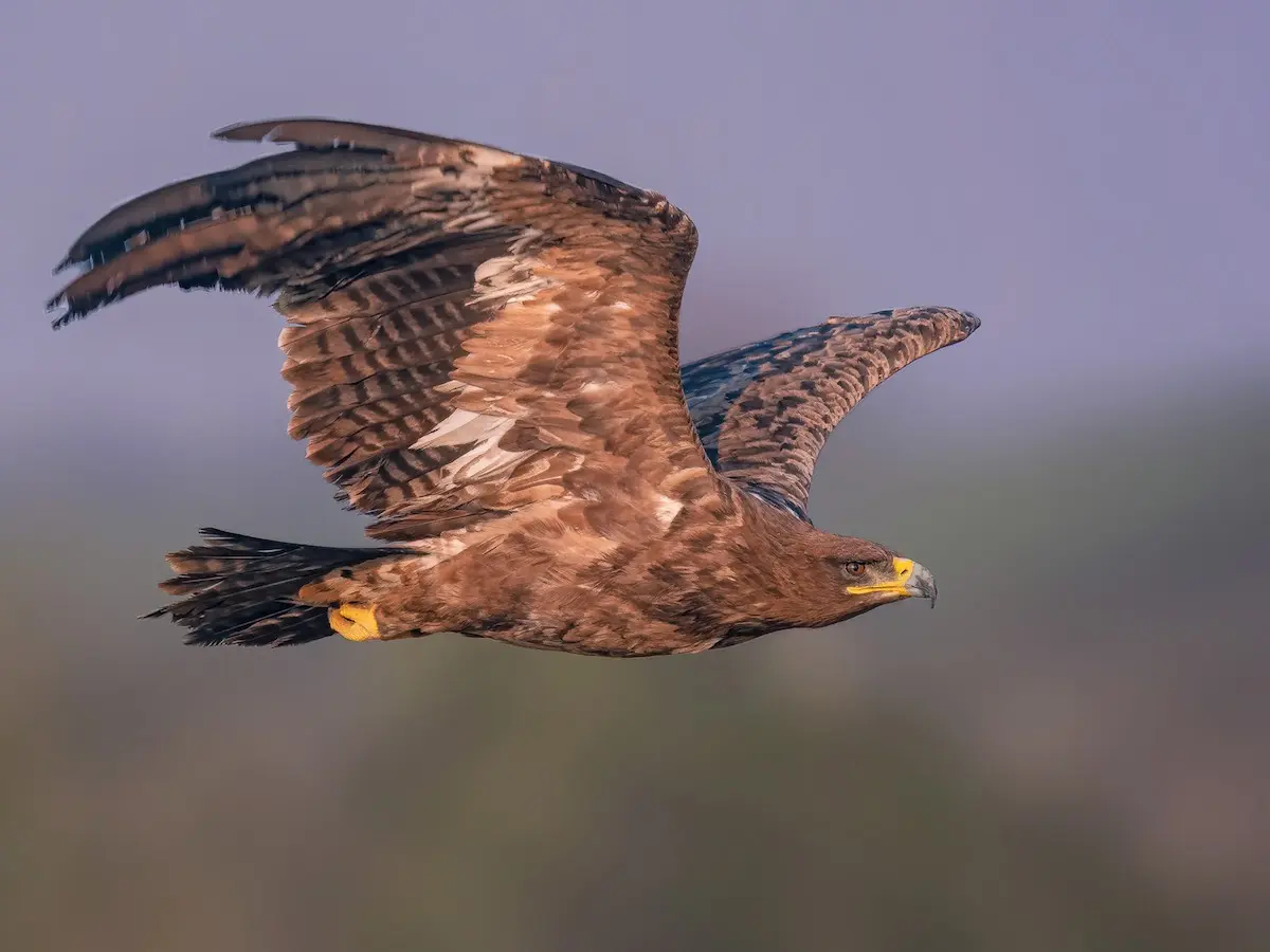 Global Action Plan Highlights Rajasthan’s Role in Saving the Steppe Eagle
