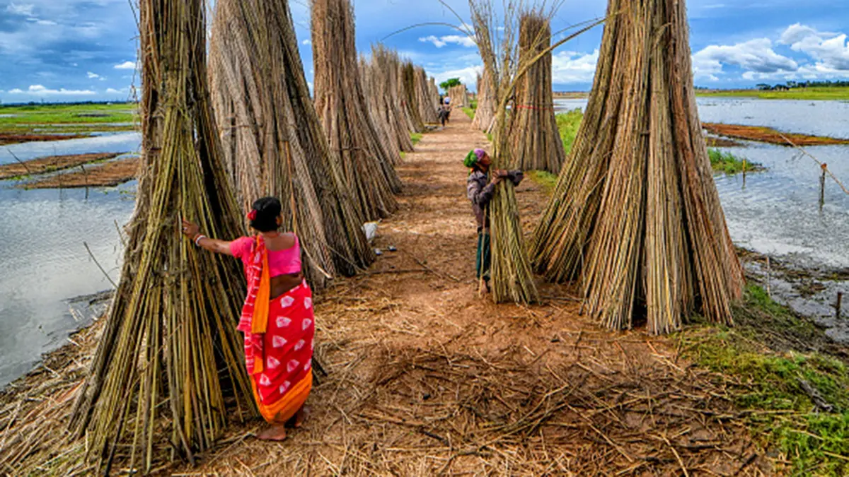 Jute Crop Information System (JCIS)