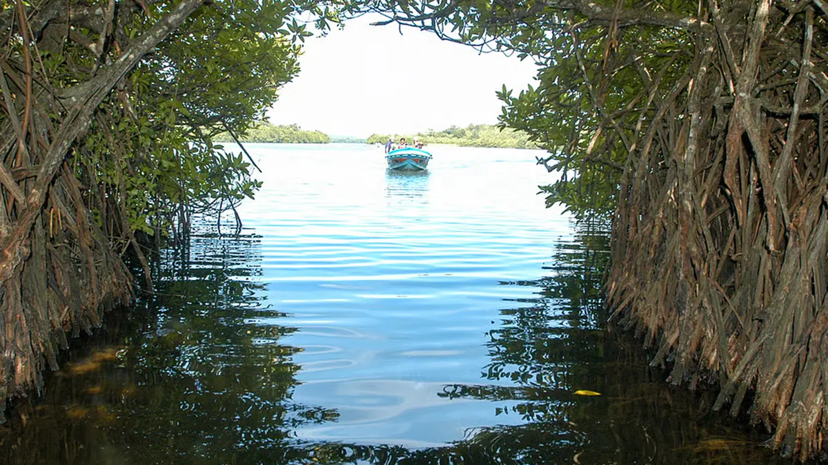 Hypercapnic Hypoxia in Mangrove Estuaries