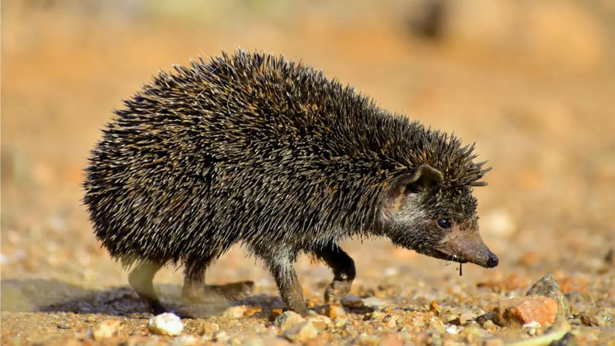 Madras Hedgehog Mitochondrial Genome Sequenced