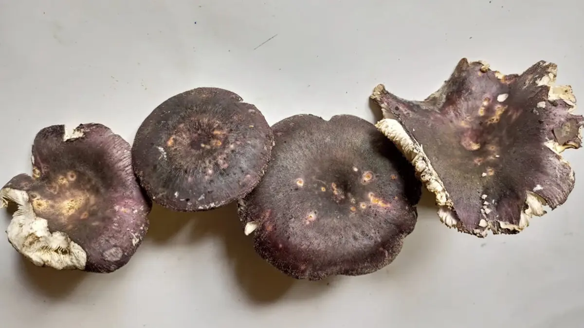 Russula griseopurpurata: New Mushroom from Sal Forests