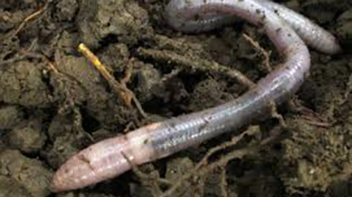 Discovery of Two New Earthworm Species in Silent Valley