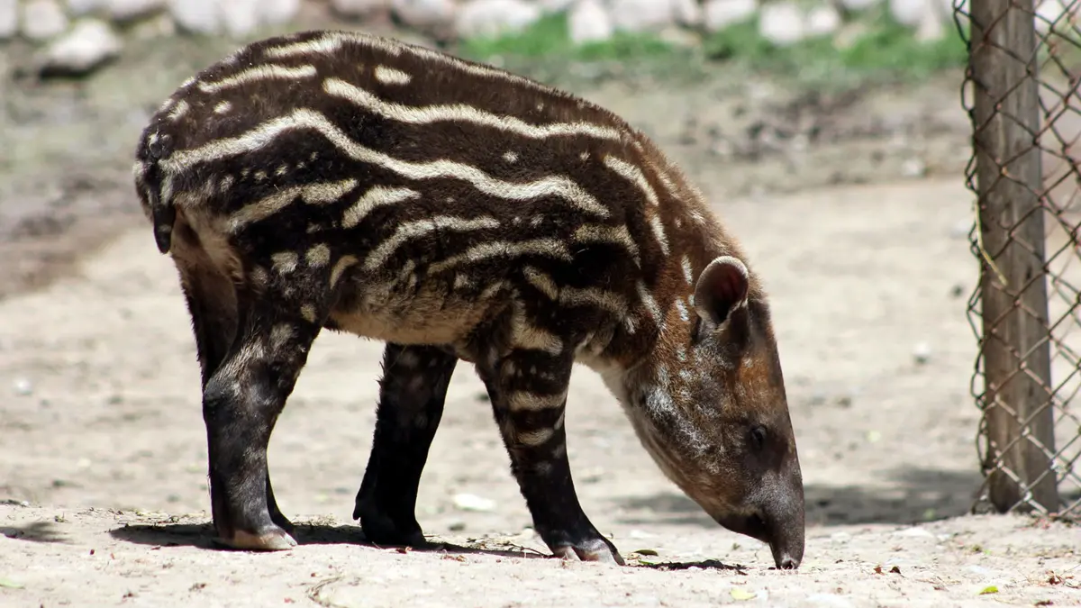 World Tapir Day – Celebrating a Little‑Known Mammal