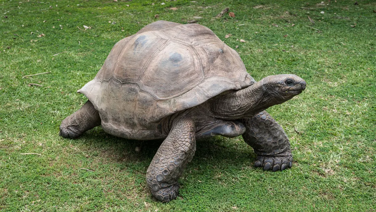 Aldabra Giant Tortoise – Island Giant with Exceptional Longevity