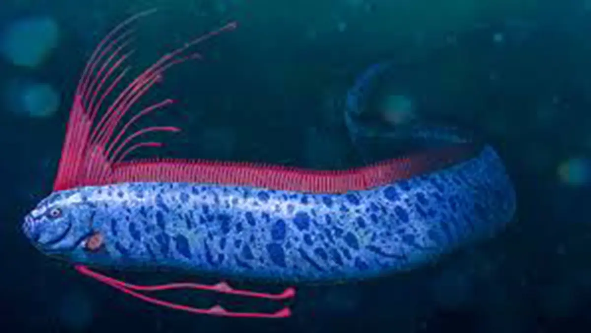 “Doomsday” Fish: Rare Oarfish Sightings Off Mexico