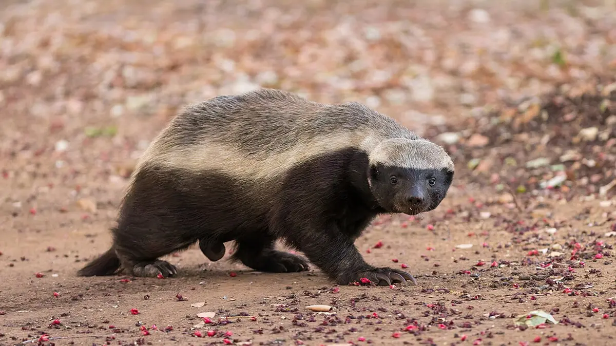Honey badger sighted in Kheoni Wildlife Sanctuary