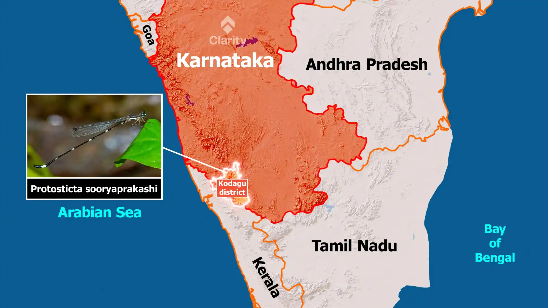 Protosticta sooryaprakashi – the new Kodagu Shadowdamsel
