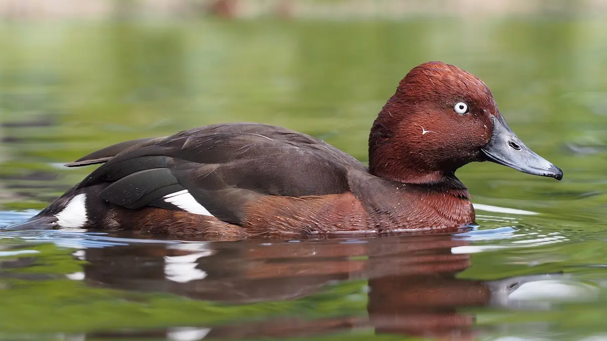 Ferruginous Pochard Sighting in Chennai