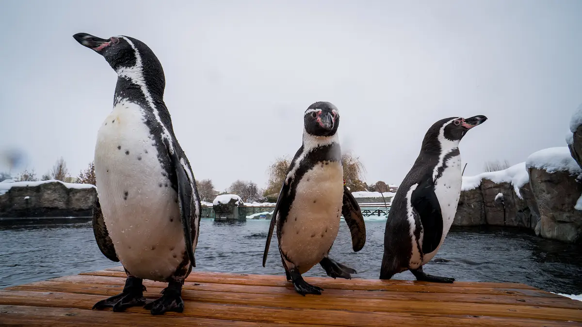 Humboldt Penguin – Shrinking Population Prompts Endangered Status