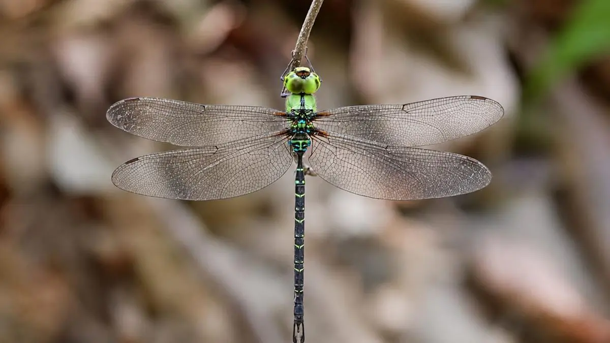 Rediscovery of the Long‑Tailed Duskhawker (Gynacantha khasiaca)