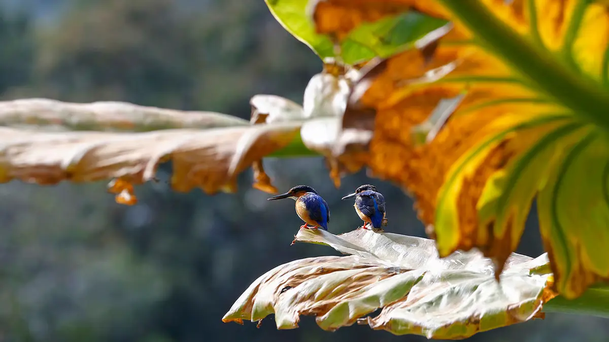 Kunming Biodiversity Fund