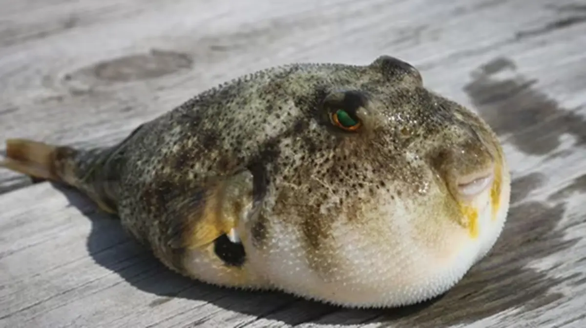 Tetrodotoxin and Seafood Poisoning in Kerala