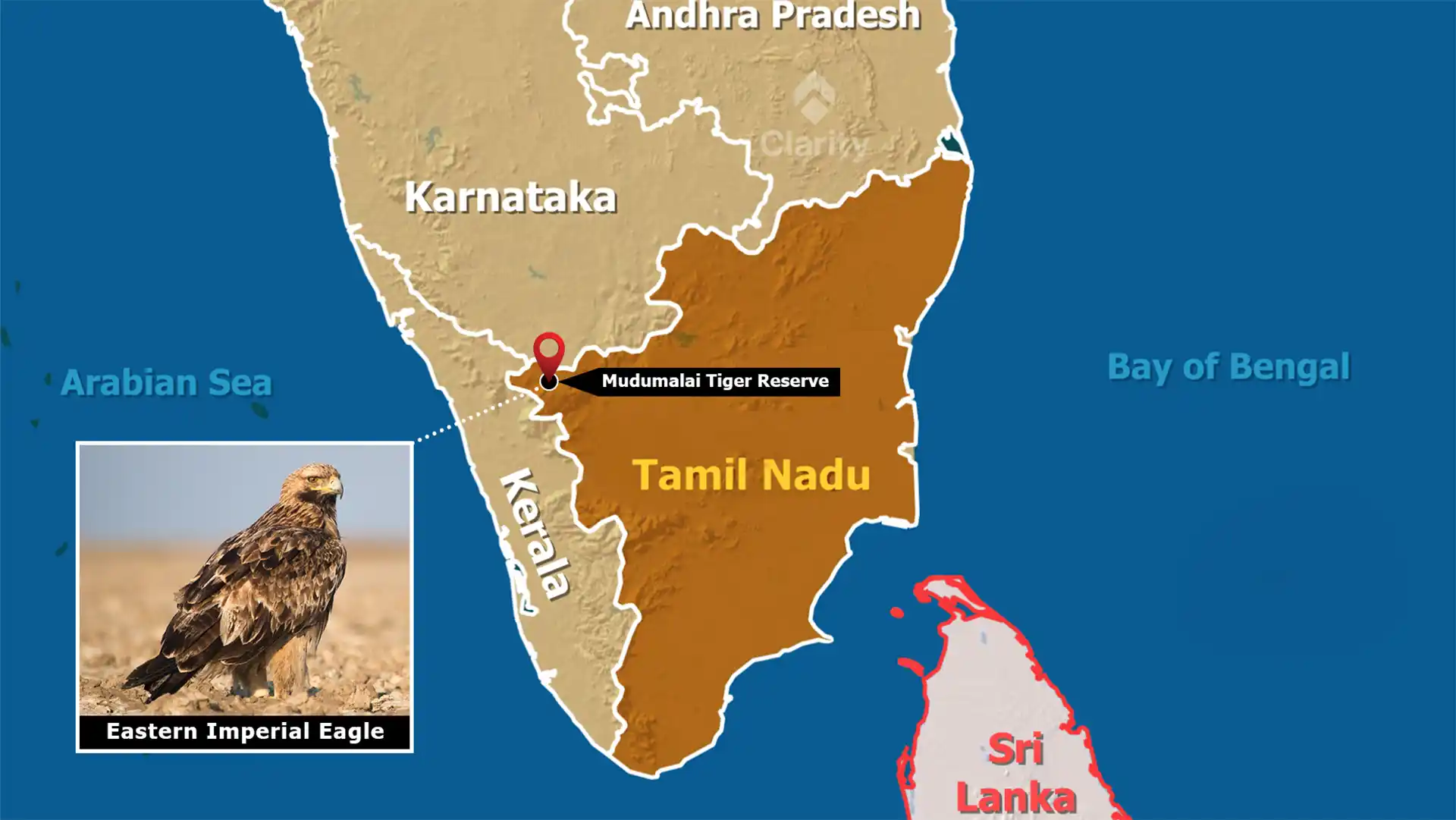 Eastern Imperial Eagle spotted at Mudumalai Tiger Reserve