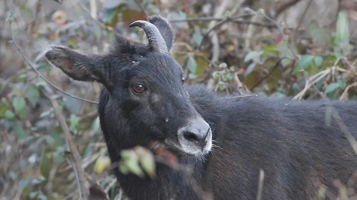 Himalayan Serow Recorded near Dalhousie after Two Decades