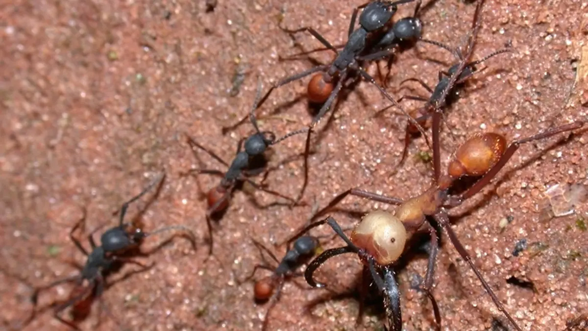 Two New Army Ant Species Discovered in the Eastern Ghats