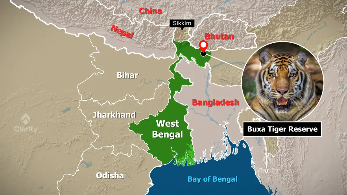 Buxa Tiger Reserve: Tigress Transfer Planned from Bihar's Valmiki