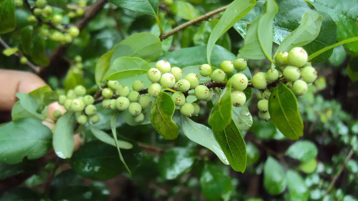 Kutch Villages Plant Two Native Guggal Species on Commons