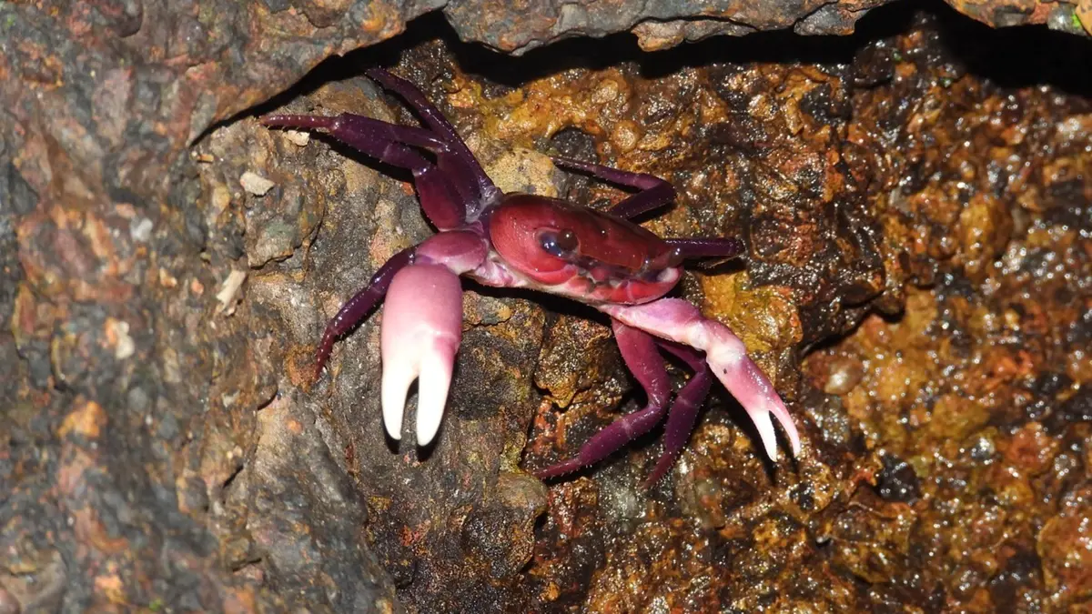 Ghatiana karnataka: New Freshwater Crab from Karnataka