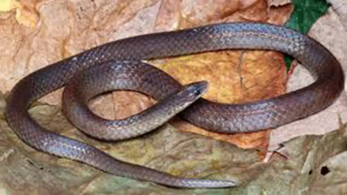 Trachischium lalremsangai: New burrowing snake discovered in Mizoram
