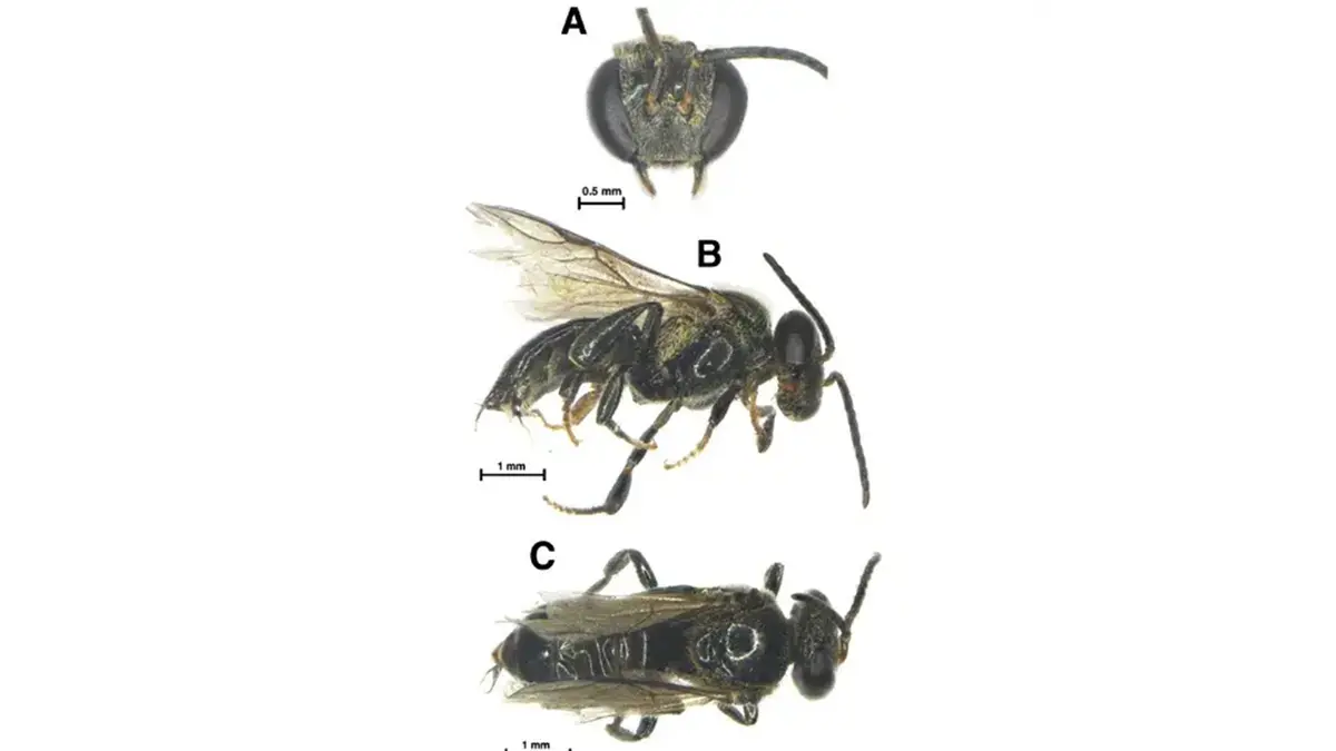 Tetragonula yikhumensis – India’s Largest Known Stingless Bee