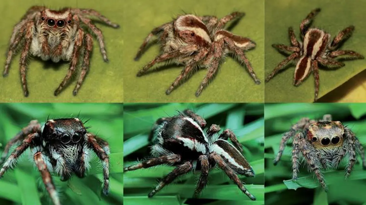 New Jumping Spider Species: Mogrus shushka & Mogrus pune