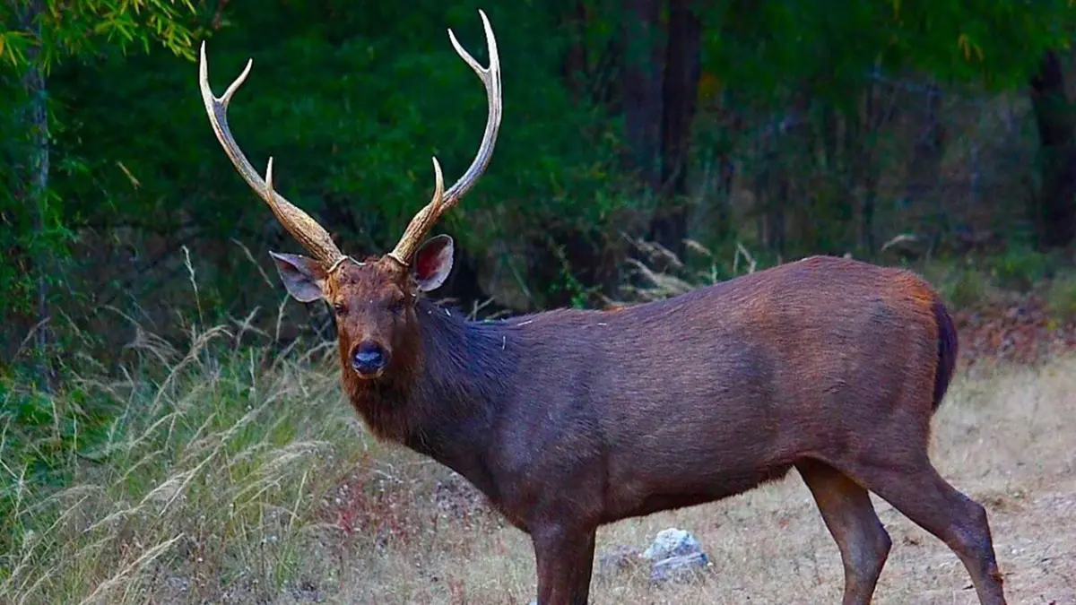Sambar deer spotted at high altitudes in Himachal Pradesh