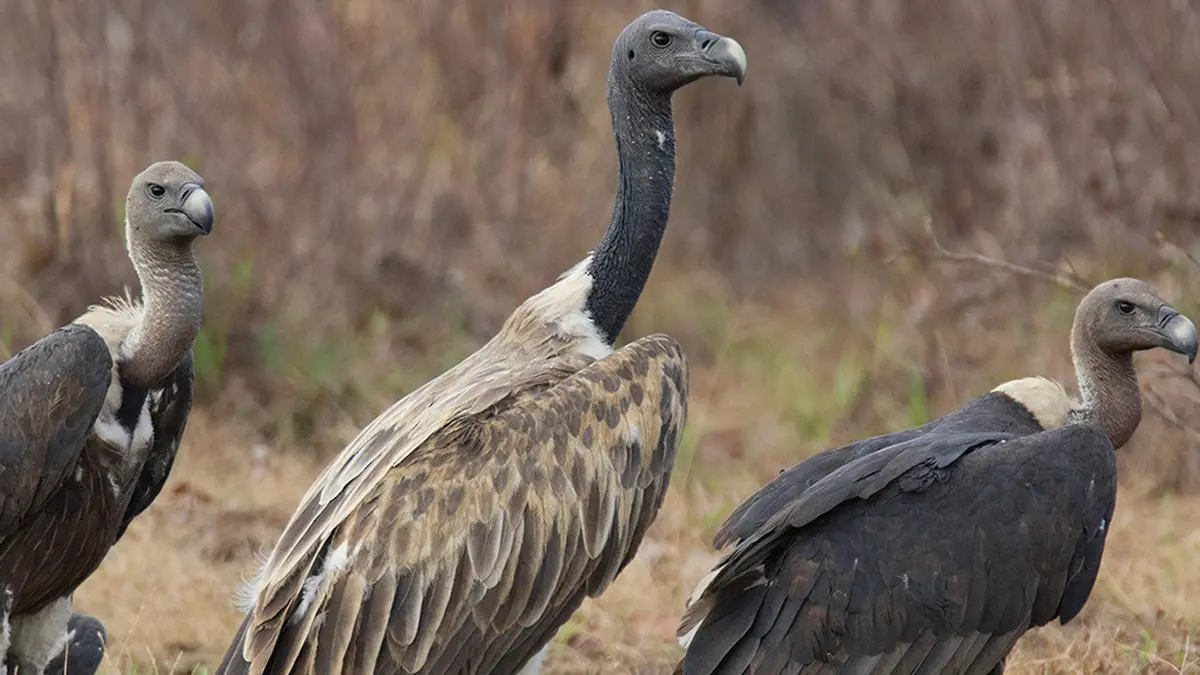 Slender-billed Vultures Released into the Wild in Assam