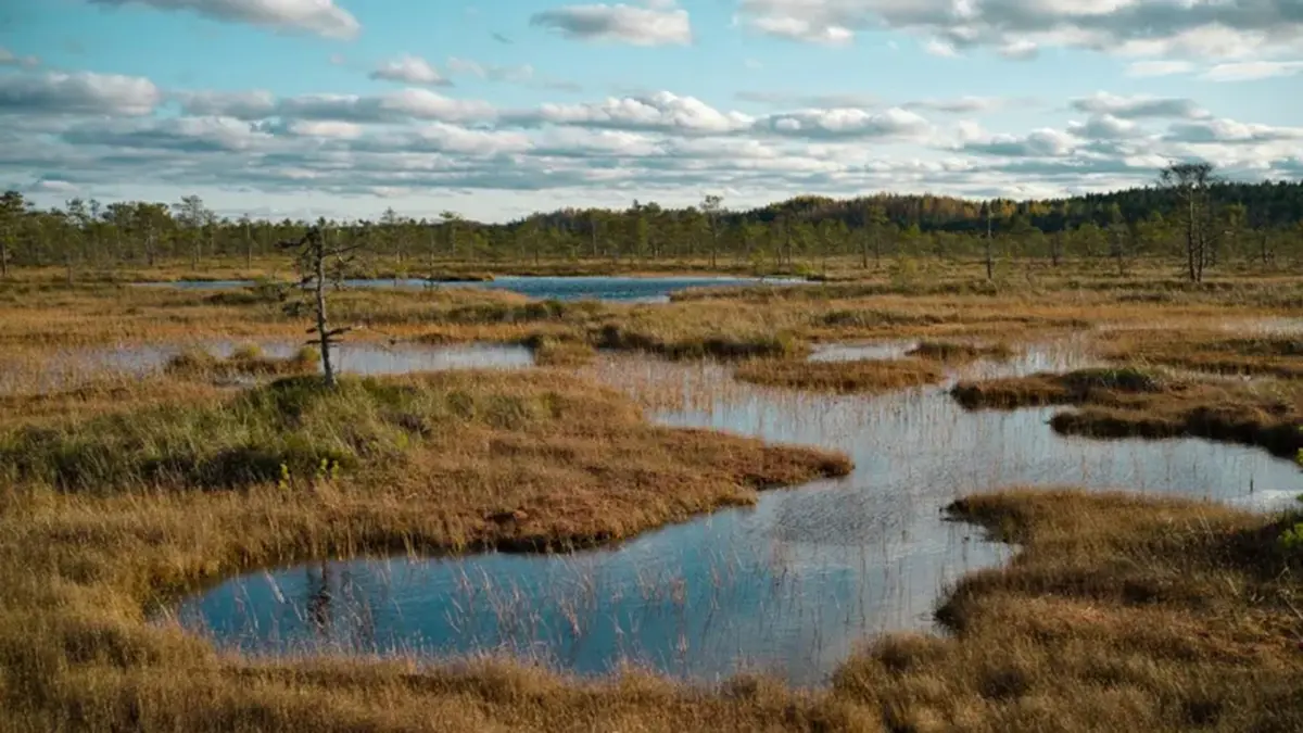 Peatlands – Ancient Carbon Stores Under Threat