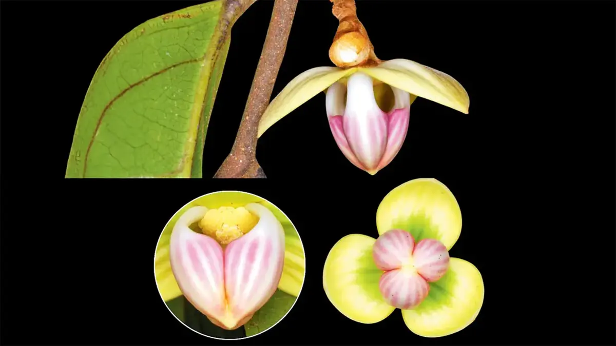 Mitrephora rashmiae – A New Tree Species from Arunachal Pradesh