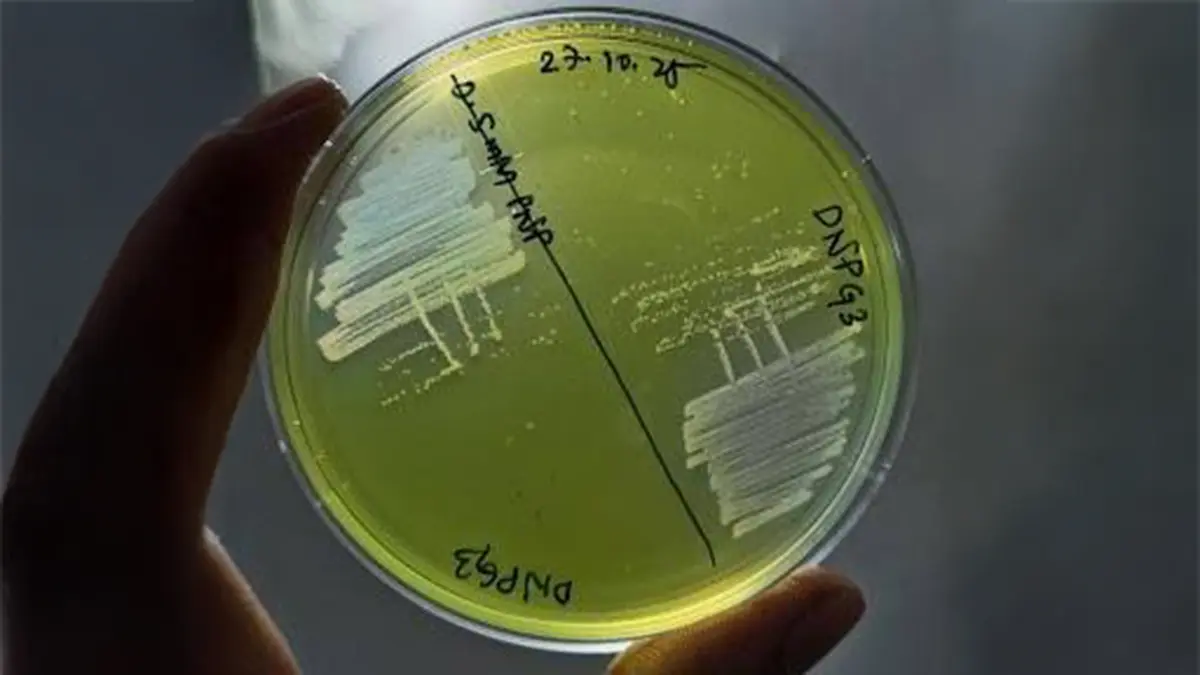 Brachybacterium netajii – Pollution‑Eating Bacterium Discovered