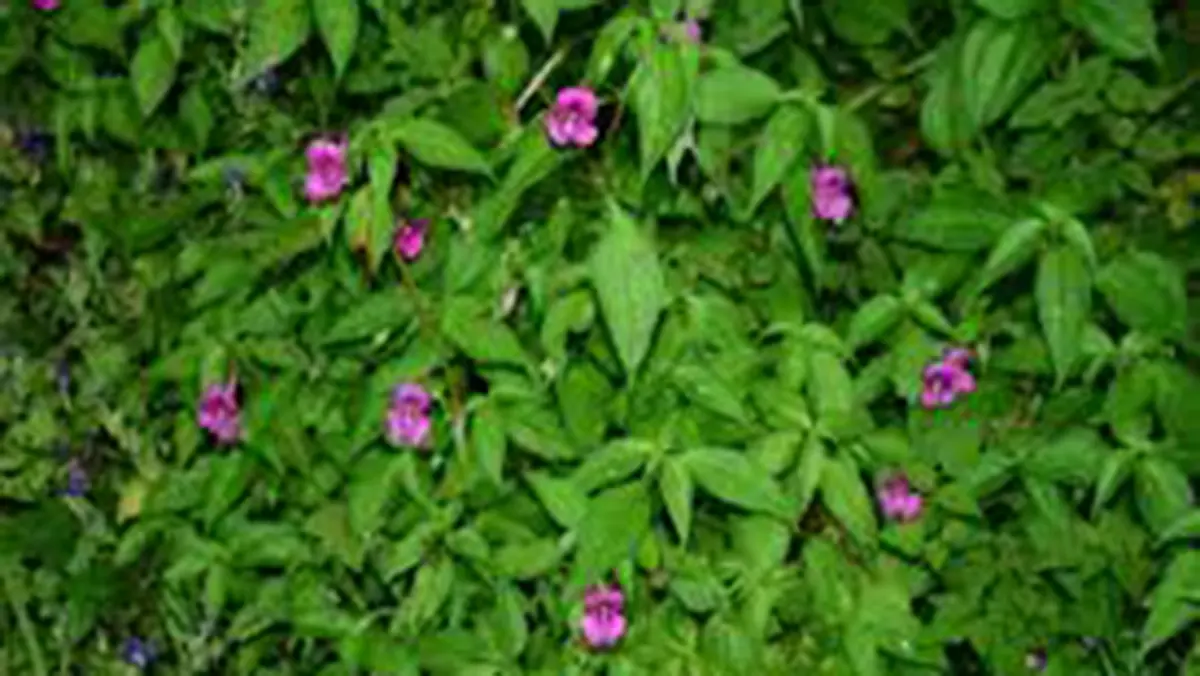 Impatiens rajibiana – New Balsam Species from Arunachal Pradesh