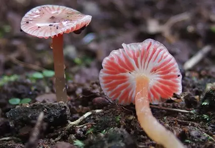 Rare Waxcap Fungus Found in Kawal Tiger Reserve