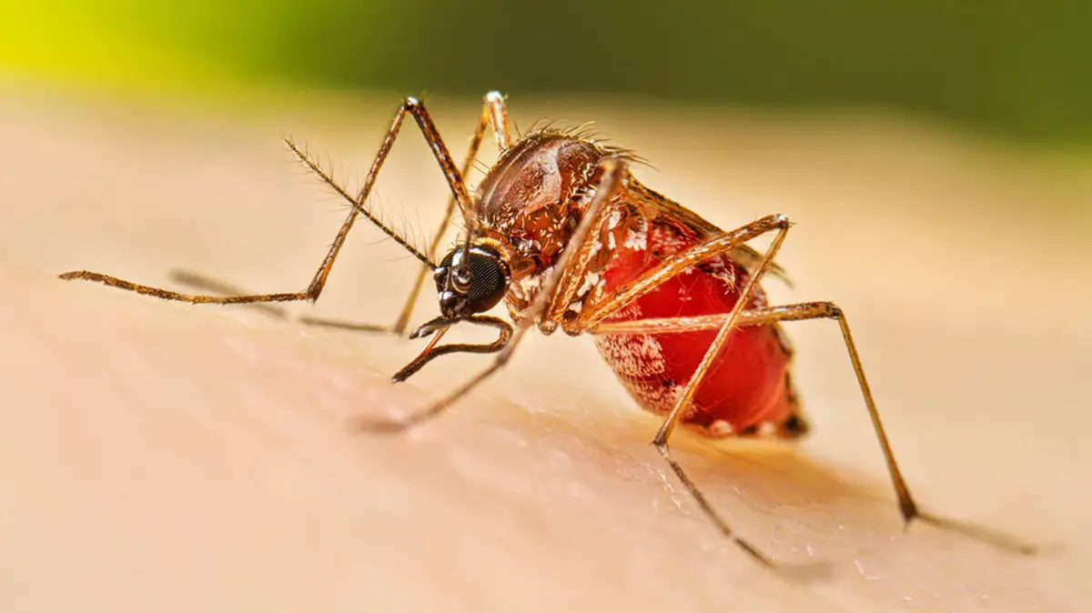 Dengue Early Warning: Kerala AI Model Uses Weather and Case Data