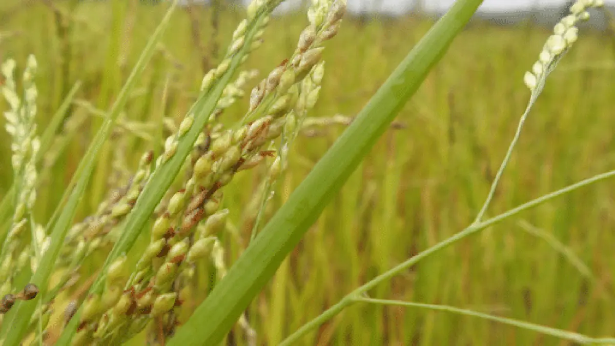 Madhya Pradesh’s tribal crops get GI tags