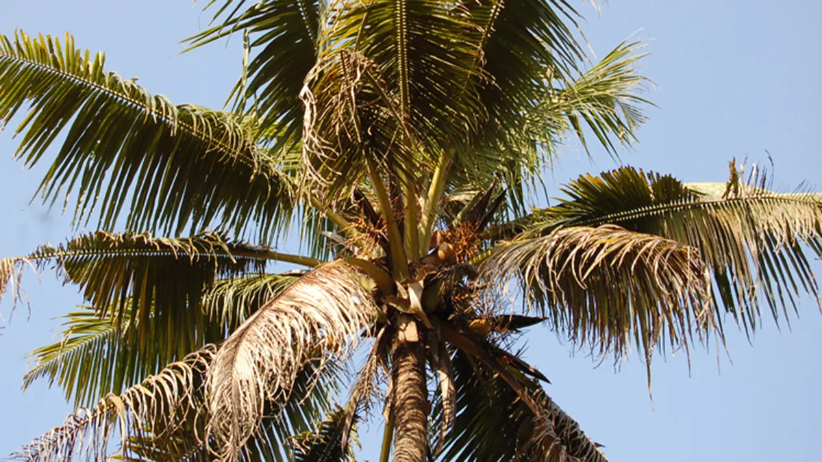 Root Wilt Disease of Coconut – Understanding a Chronic Threat