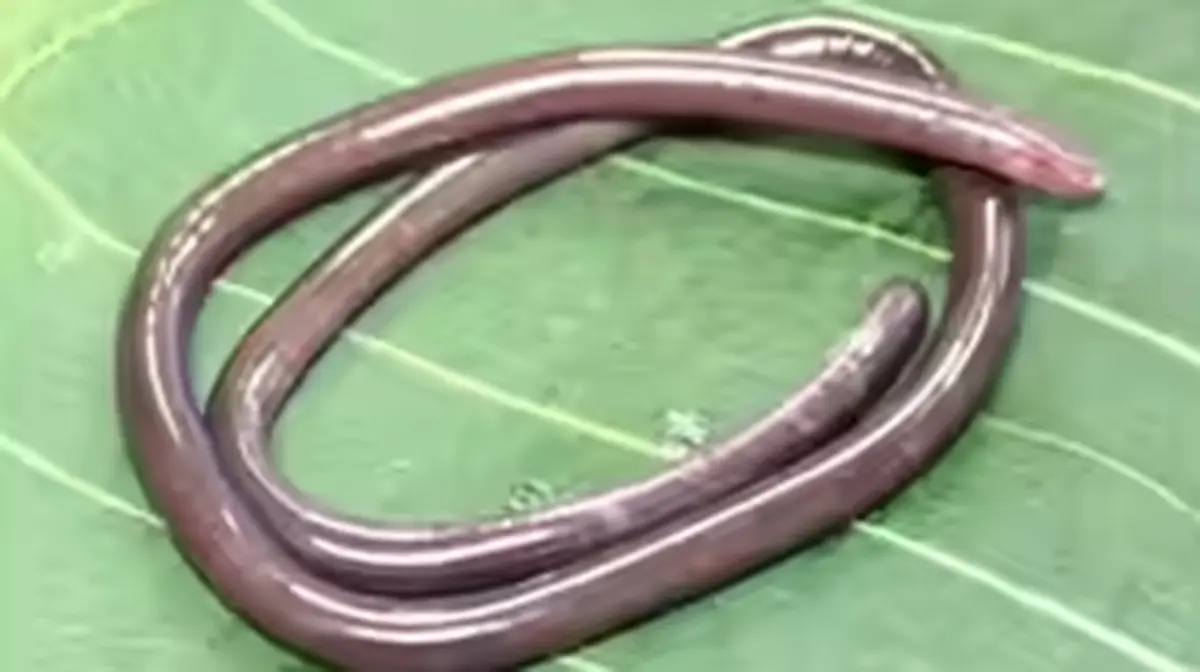 Gegeneophis valmiki – A Rare Blind Caecilian