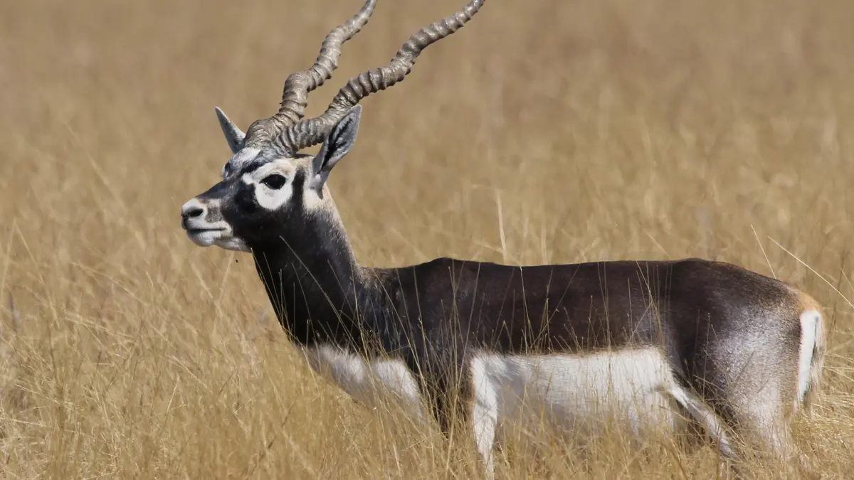 Blackbuck Reintroduction in Barnawapara Wildlife Sanctuary