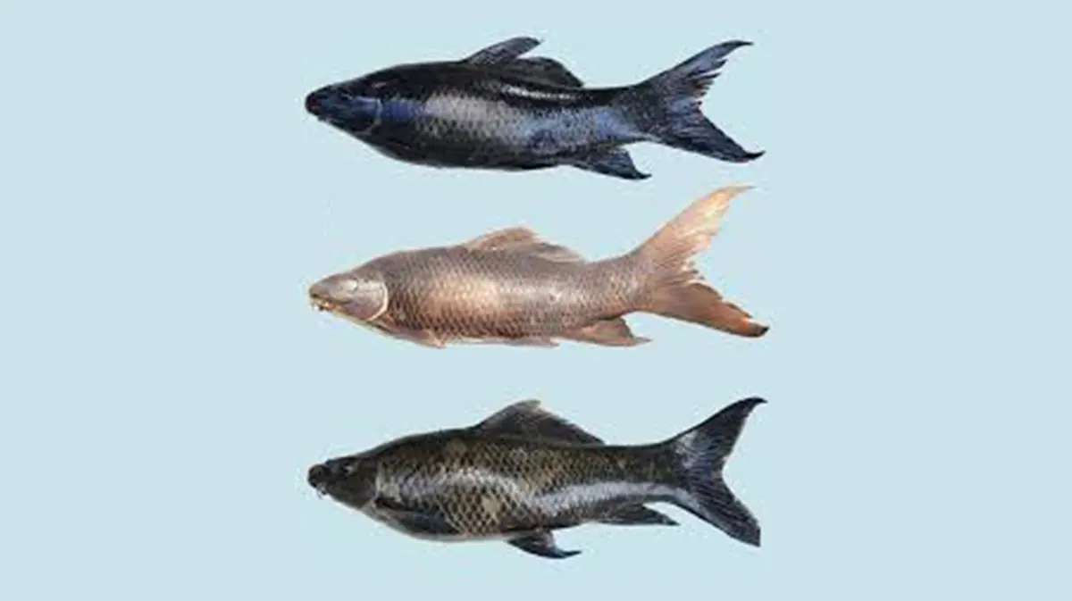 New Fish Species: Labeo kaage