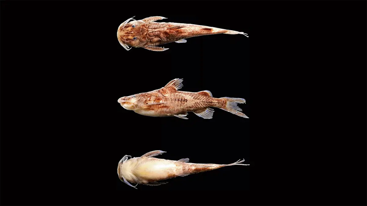 Pseudolaguvia Khairii: New Catfish from Odisha's Budhabalanga