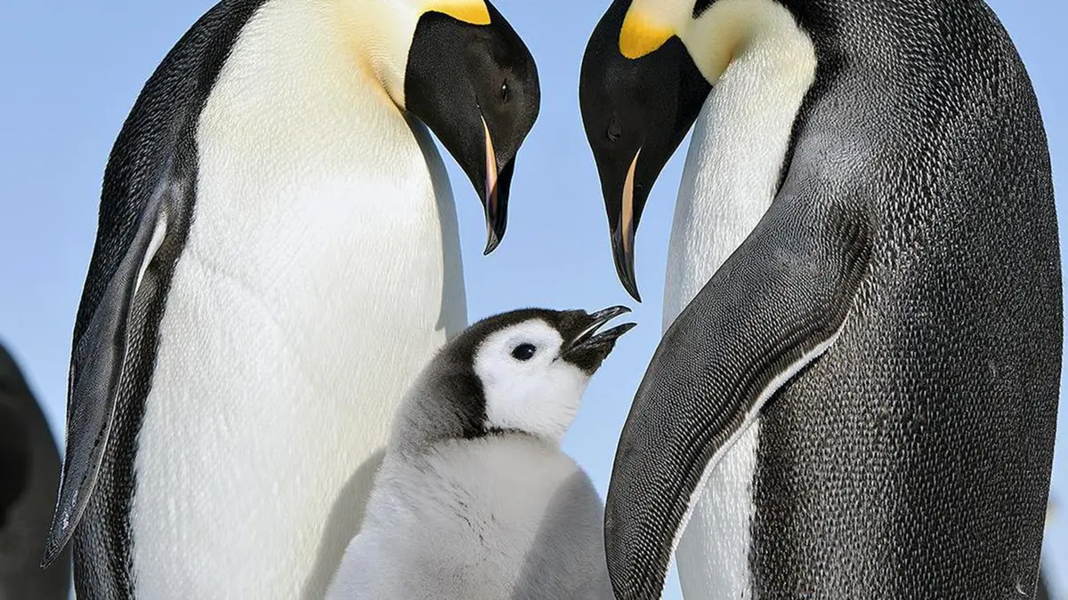 Sentinel Species and Emperor Penguins