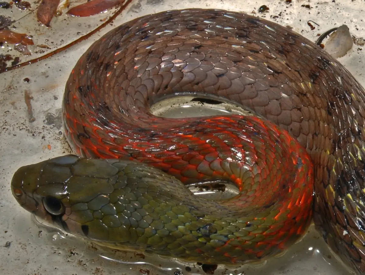 Two Rare Keelback Snakes Recorded in Northeast India